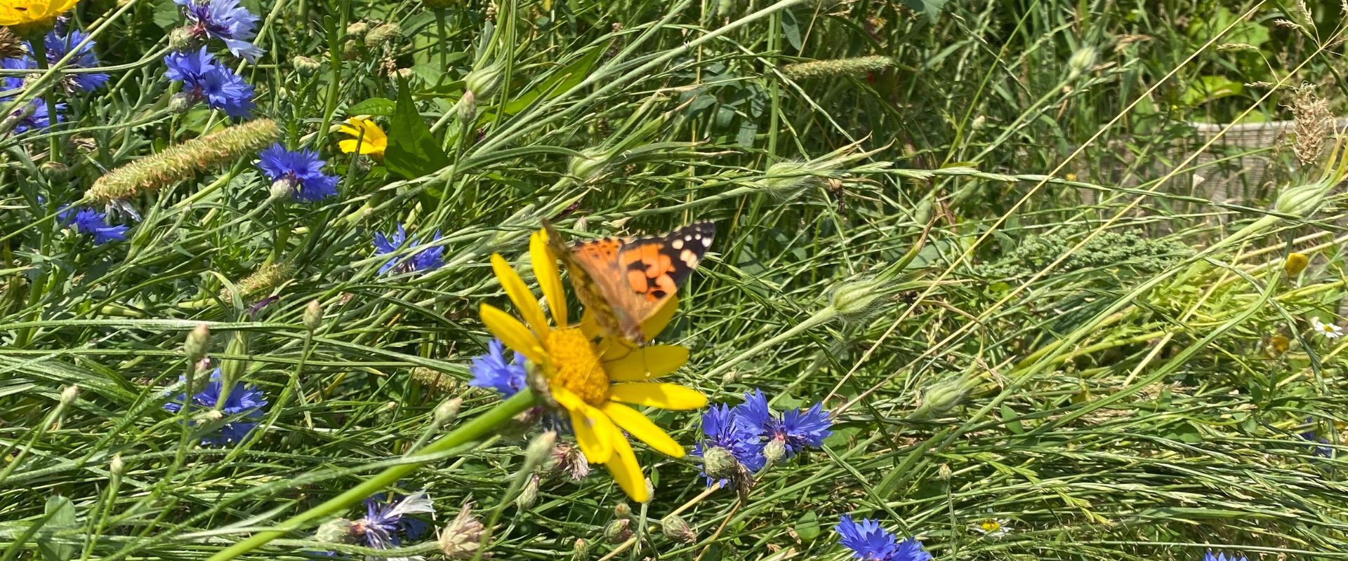 Distelvlinder bij WOUD