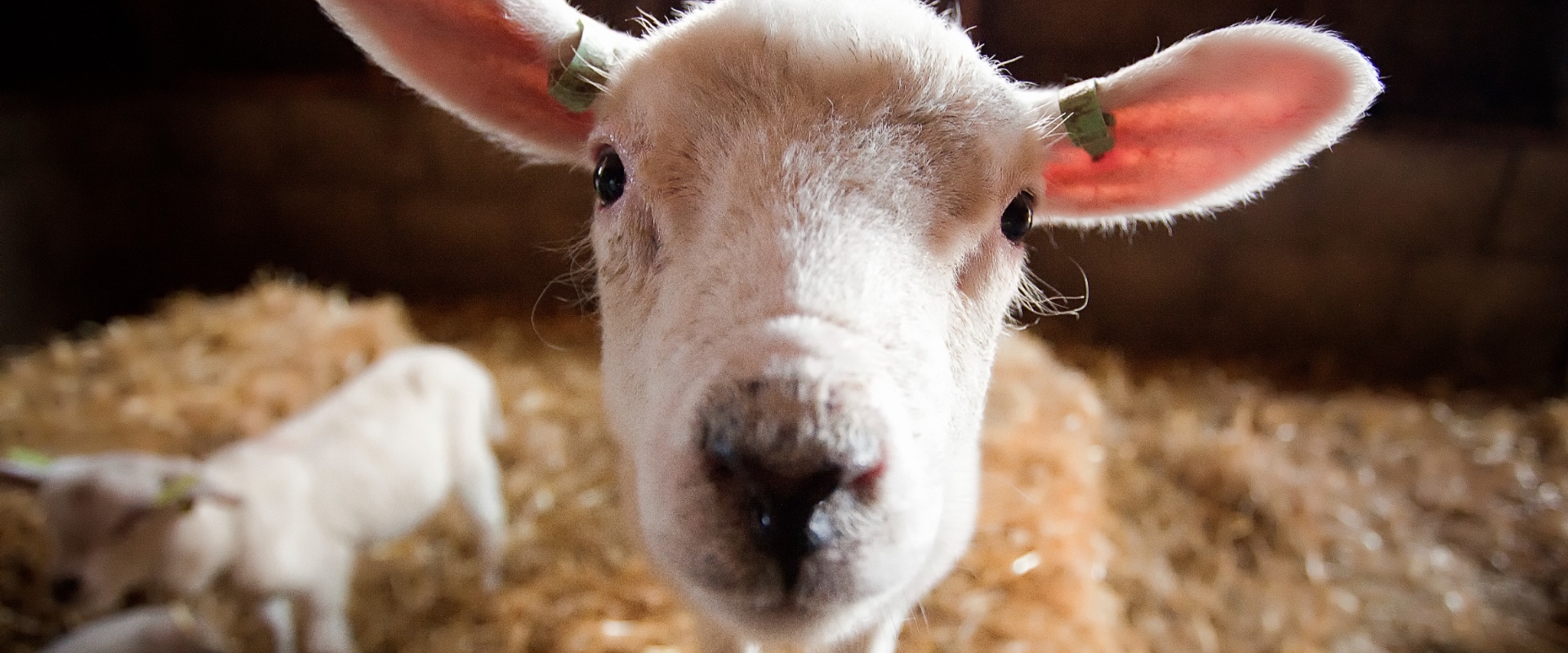 Verhalen - Woud Texel Let op: lammetjesalert op Texel!