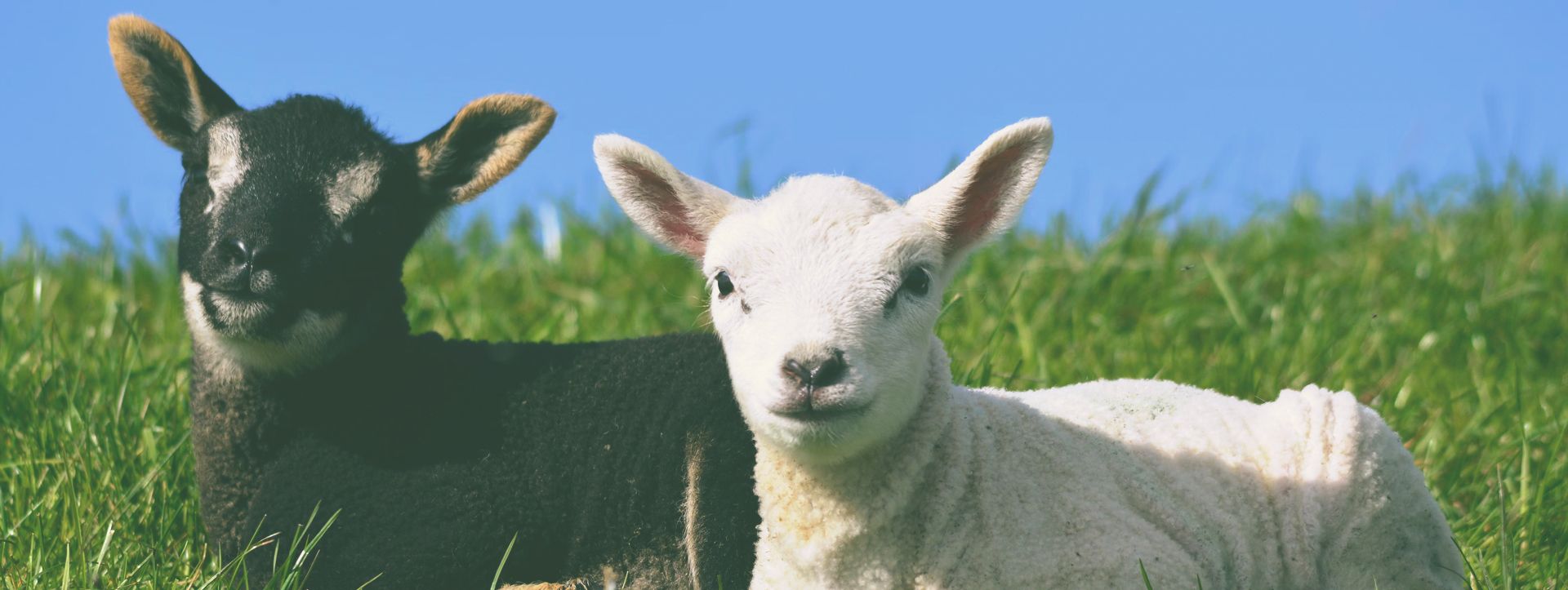 Arrangementen - Woud Texel Terug naar arrangementen Wakker worden met prachtige ochtendnevel. Na een strandwandeling afscheid nemen van de zomer, met een wijntje op het terras. Kom je nog...
