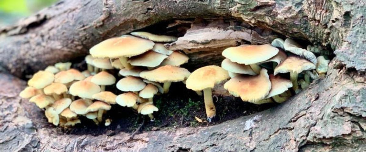 Verhalen - Woud Texel Let op: lammetjesalert op Texel! Vind jij ze ook zo leuk? Al die dartelende lammetjes in de weilanden? Met vier poten in de lucht maken ze de gekste sprongen. A...